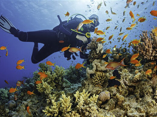 PADI Coral Reef Conservation Specialty
