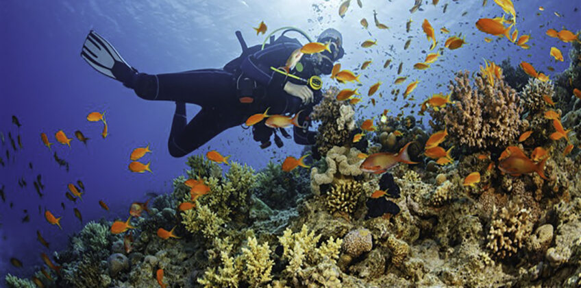 PADI Coral Reef Conservation Specialty