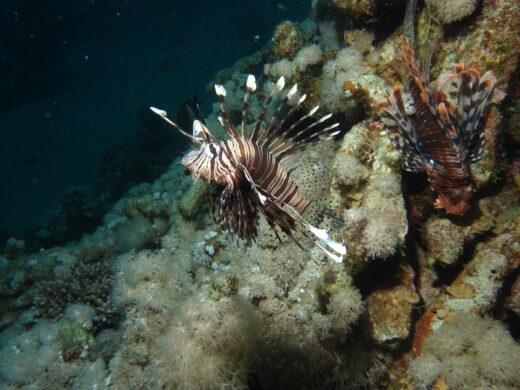 lionfish-1263678_1920